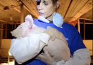 Alexandra takes a pig from Farmer Jon factory farm in a DxE open rescue 2016